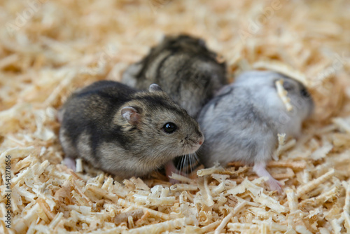 Gray and white hamsters sit on sawdust. Small hamsters on wood shavings.
