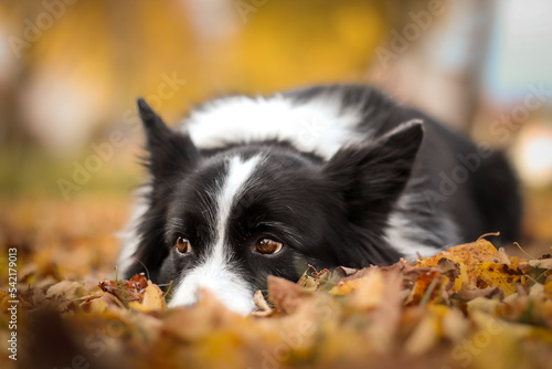 Fototapeta Naklejka Na Ścianę i Meble -  Border Collie Lies Down in Colorful Autumn Leaves. Adorable Black and White Dog with Cute Look during Fall Season.