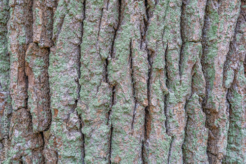 old tree oak bark,texture and background