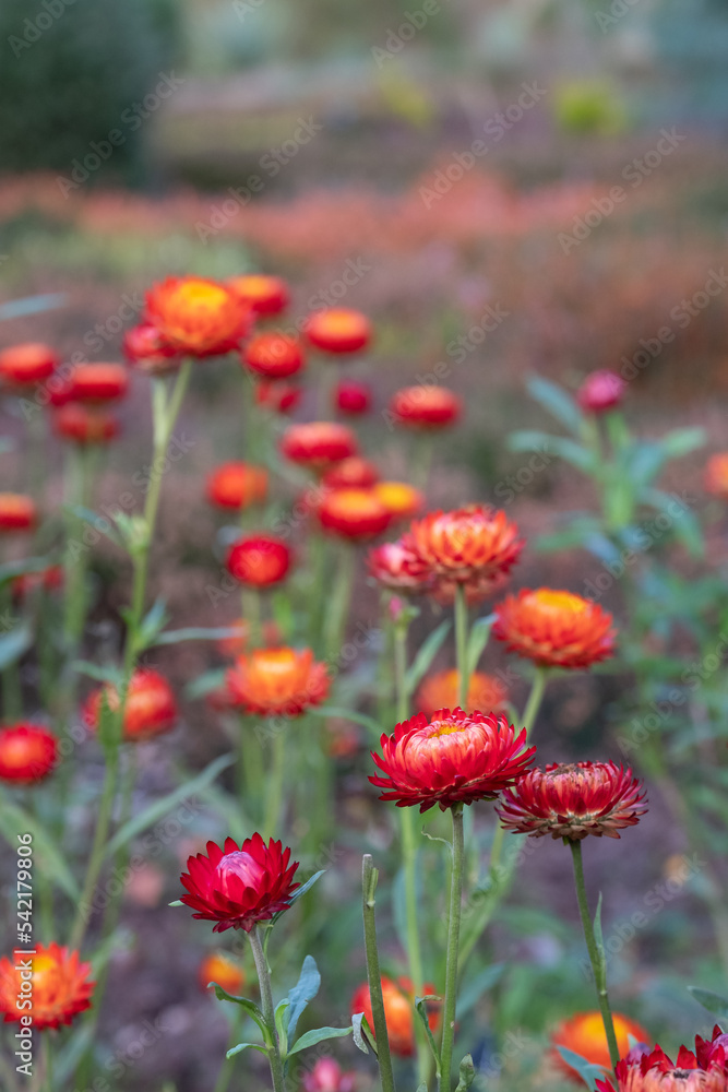 Brightly coloured Xerochrysum Bracteatum everlasting flowers, also known as paper daisy, photographed in early autumn in the heather garden at RHS Wisley, Surrey UK.