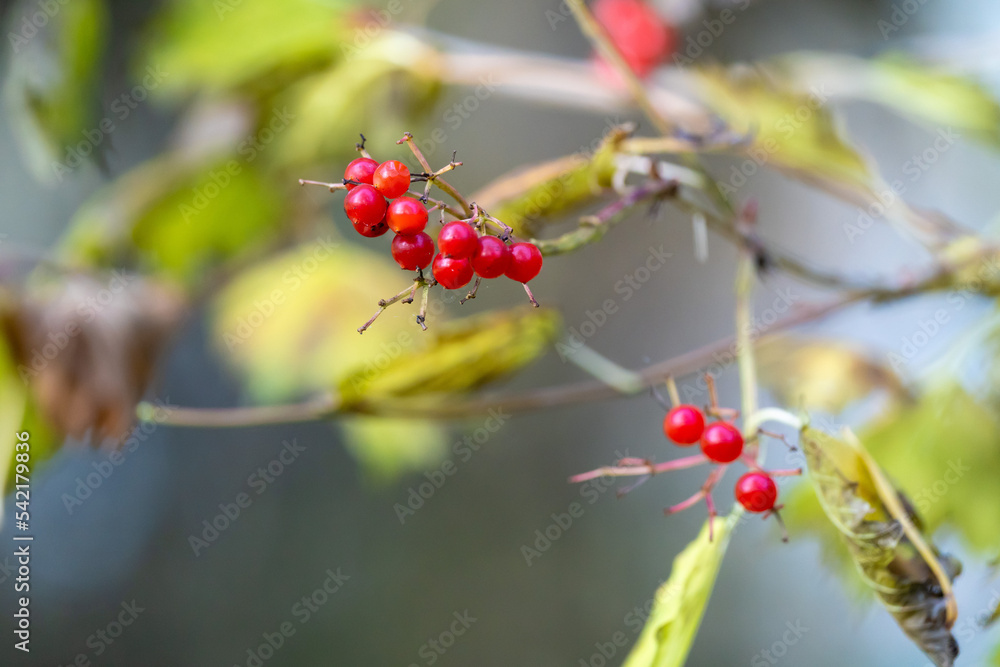 Vogelbeere an einem Strauch im Herbst