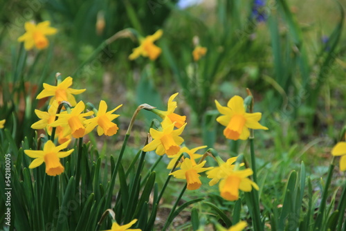 春の庭に咲く黄色い水仙