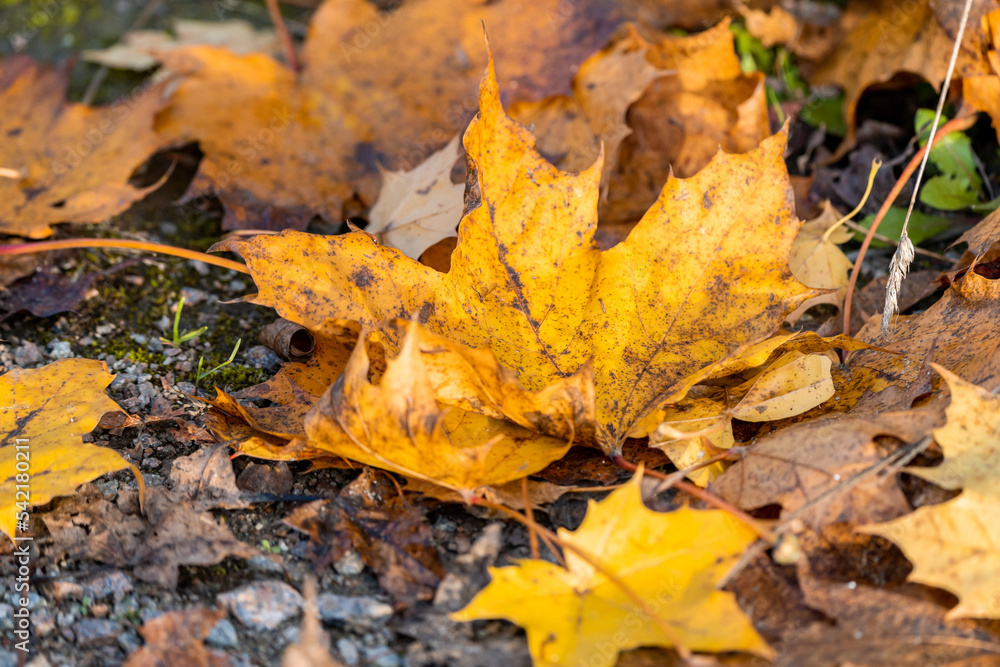 Ahornblätter im Herbst am Boden