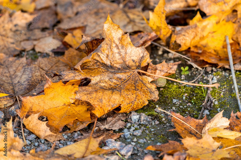 Obraz premium Ahornblätter im Herbst am Boden