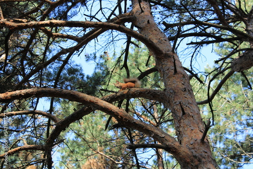 Squirrel in the resort park of Kislovodsk