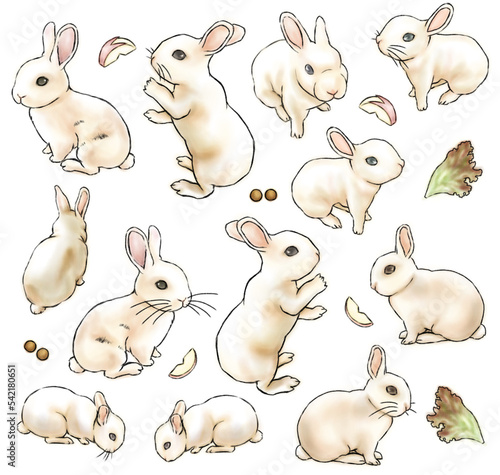 Hand drawn rabbit illustration