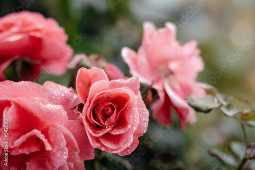 Background of pink autumn flowers. Pink roses with drops after the rain. Floral background. Copy space.