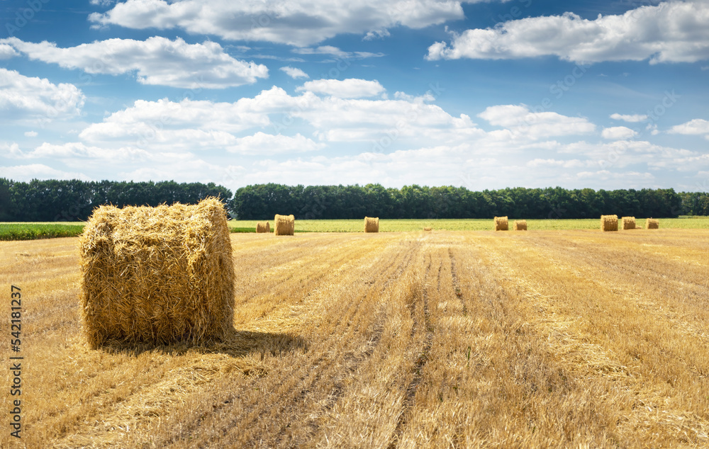 Fototapeta premium Straw bales on the field