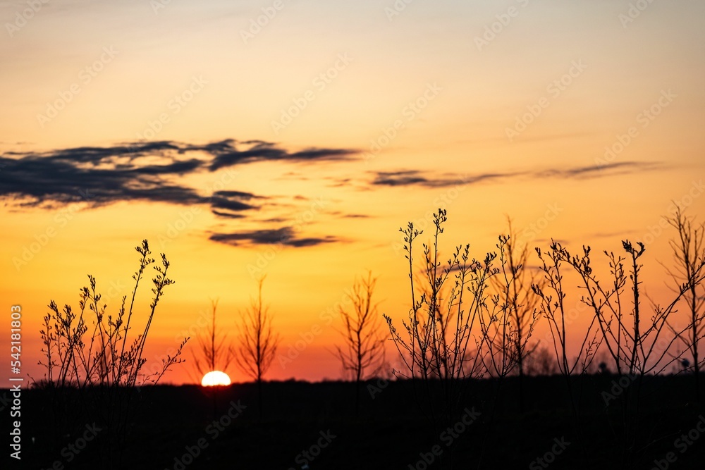 Low angle view to golden orange sunset through the field and silhouettes of plants