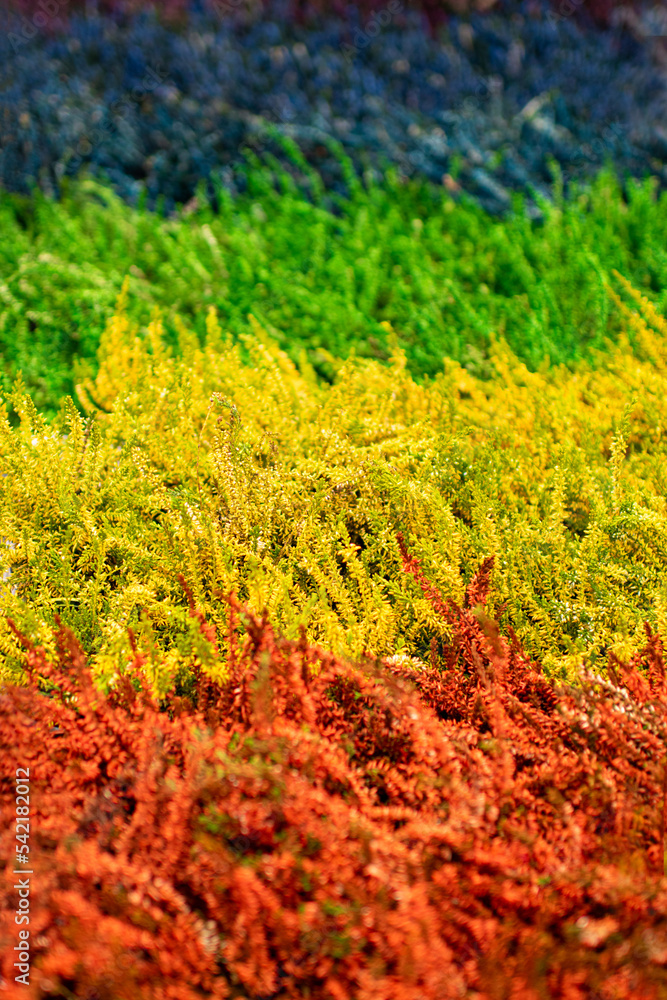 Rouge Jaune Vert Bleu Rouge Jaune Vert Bleu