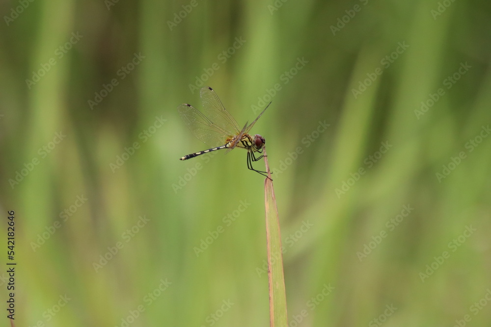 Dancing Dropwing Dragonfly on a stem Dancing Dropwing Dragonfly on a stem