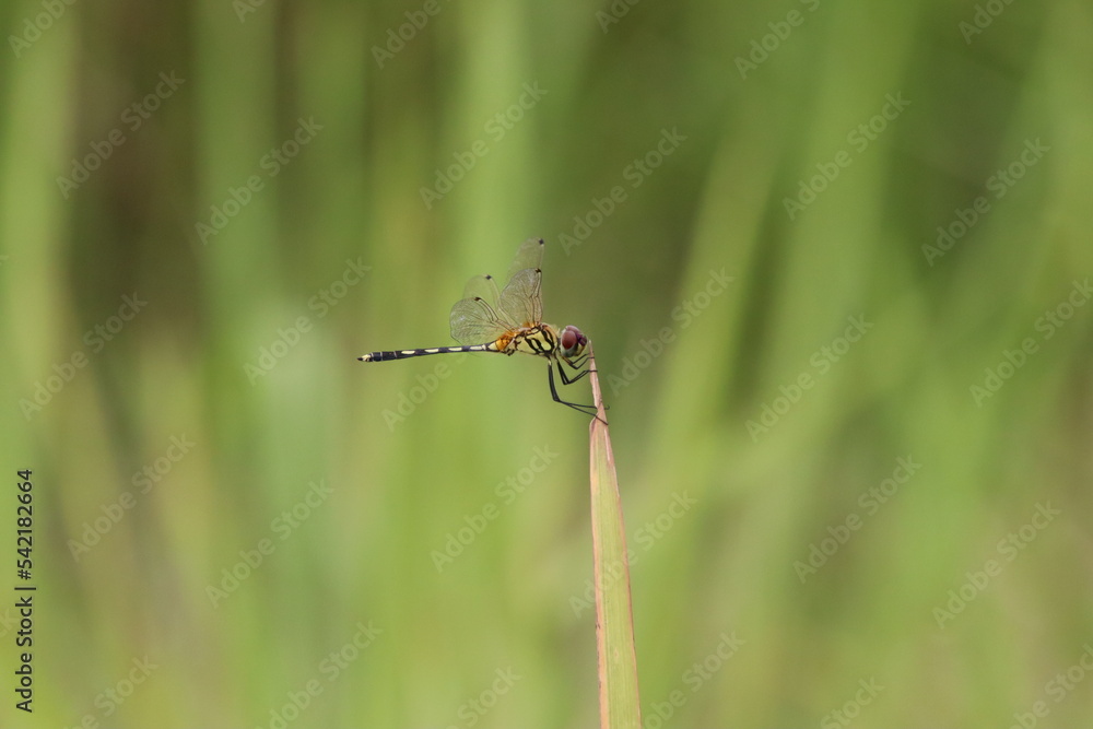 Dancing Dropwing Dragonfly on a stem Dancing Dropwing Dragonfly on a stem