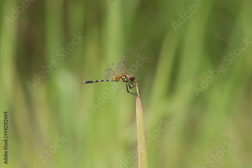 Dancing Dropwing Dragonfly on a stem © Khoh Zhi Wei
