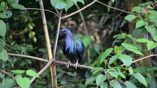 The Nicobar pigeon (Caloenas nicobarica) is a pigeon found on small islands and in coastal regions from the Andaman and Nicobar Islands, India, east through the Malay Archipelago, to the Solomons and 