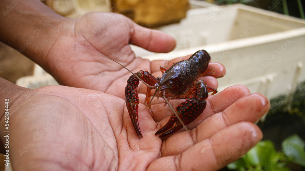 the hand of an adult man shows the crayfish 