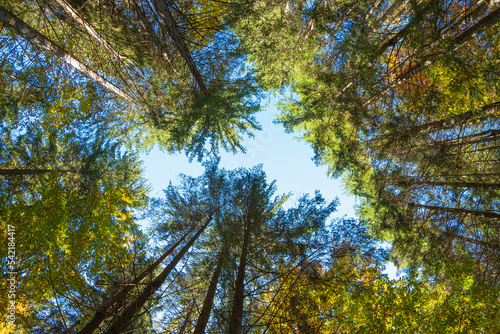 coniferous forest view from below, autumn time