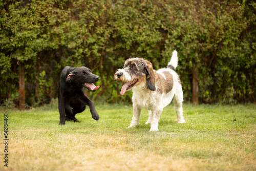 two dogs playing