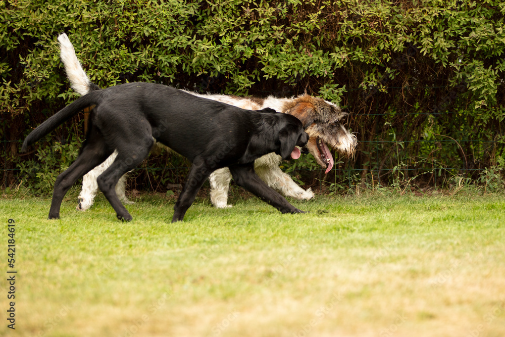 two dogs playing