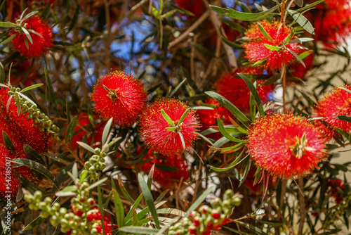 Beautiful shrub with red flowers outdoors, closeup © Pixel-Shot