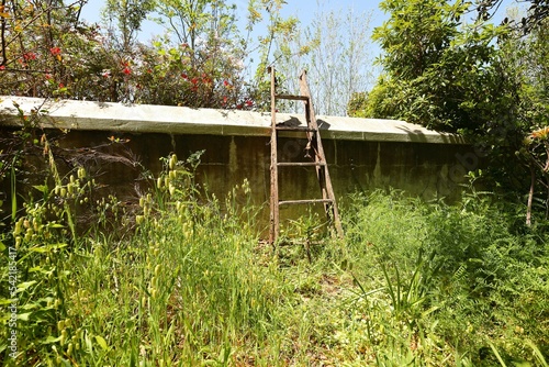 A view of a very overgrown garden in the Western Cape.