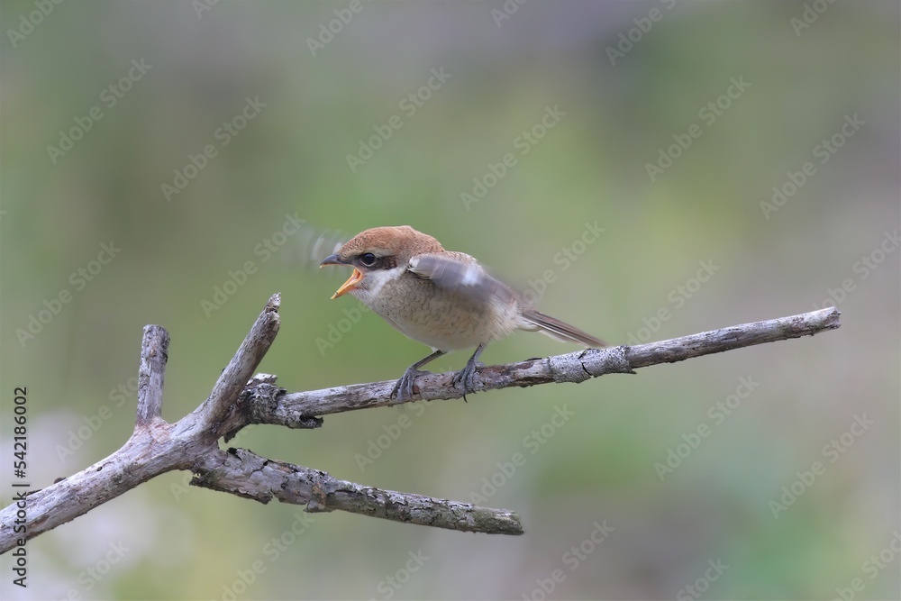 モズの幼鳥 モズの幼鳥