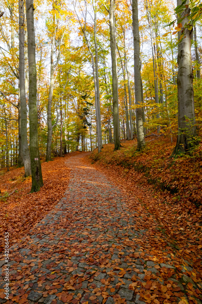 Obraz premium Widok wejście, droga, na Zameku Chojnik, w jesiennej szacie. Dolina Pałacy kotlina Jeleniogówrska Polska, ciekawy, europa, 