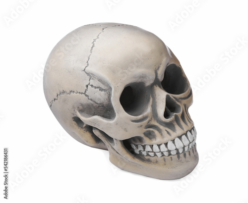 Human skull with teeth isolated on white