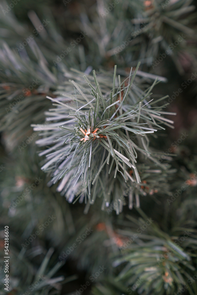 Christmas tree Christmas tree