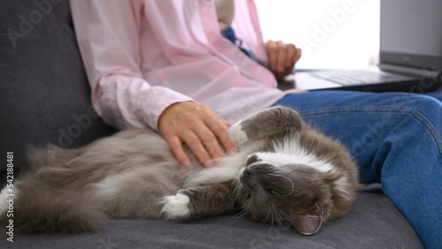 Remote work from home, a woman is typing on a keyboard while sitting on a sofa, a fluffy gray cat lies next to her. Work from home via the Internet in a calm, cozy environment next to your pet.