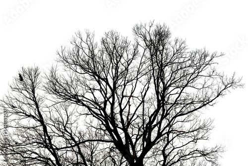 Silhouette dead tree without leaves isolated on white background. Clipping path included