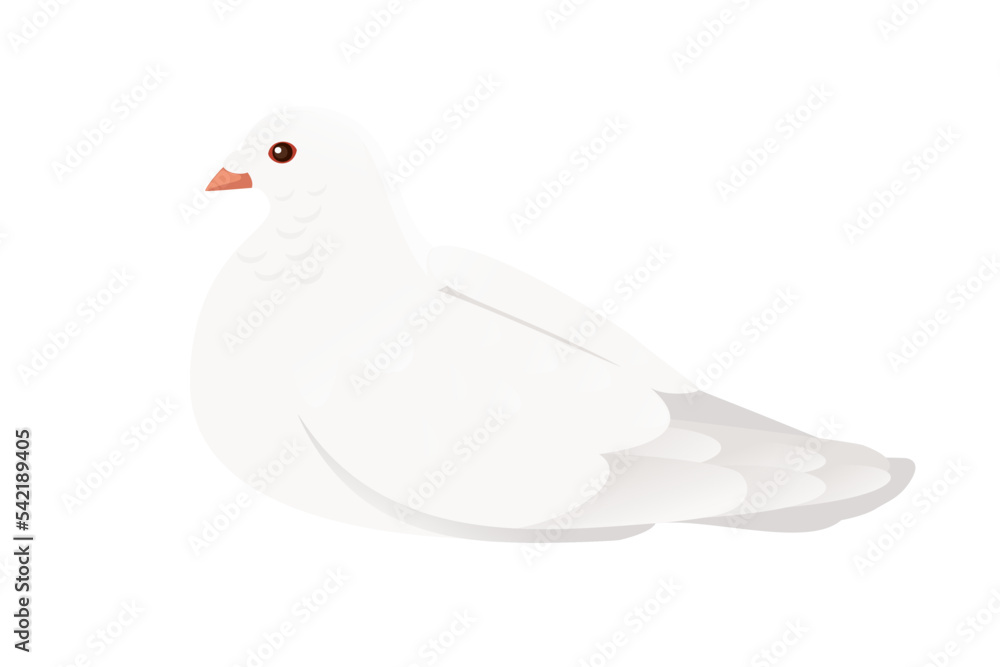 White pigeon dove bird symbol of peace vector illustration cartoon animal design isolated on white background White pigeon dove bird symbol of peace vector illustration cartoon animal design isolated on white background