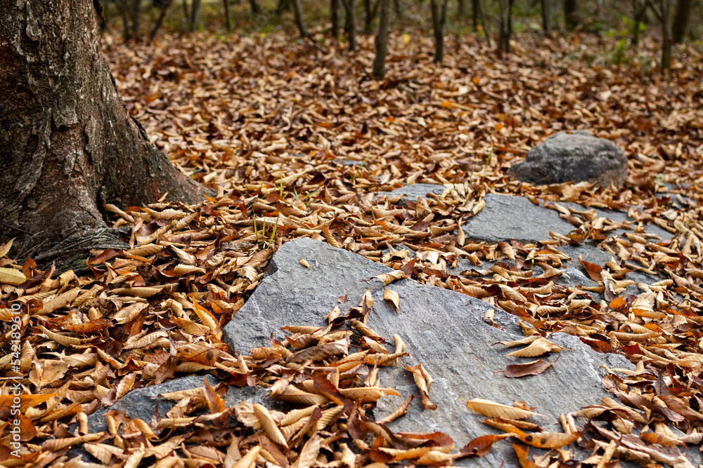 Fallen leaves in the park. autumn