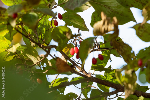 A fruit hanging from a branch visible through the leaves. autumn sunshine.
