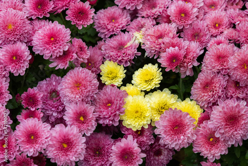 Chrysanthemum flowers in full bloom. pink and yellow © two K