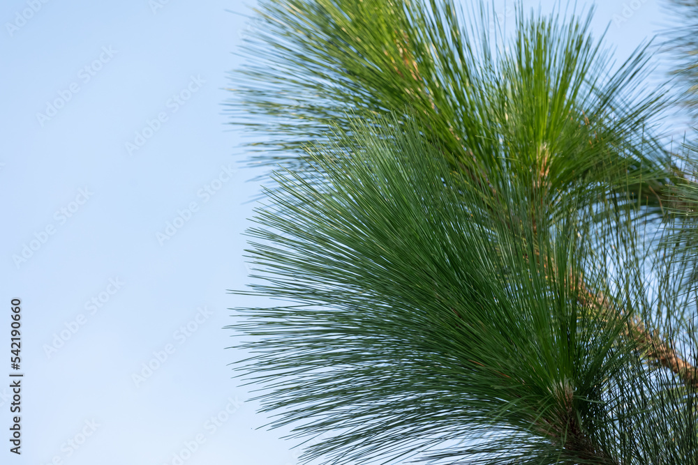 longleaf pine on blue sky background. longleaf pine on blue sky background.