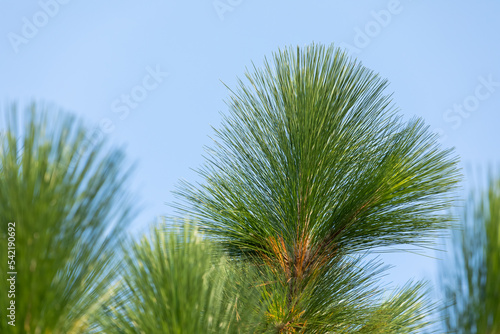 longleaf pine on blue sky background.  photo