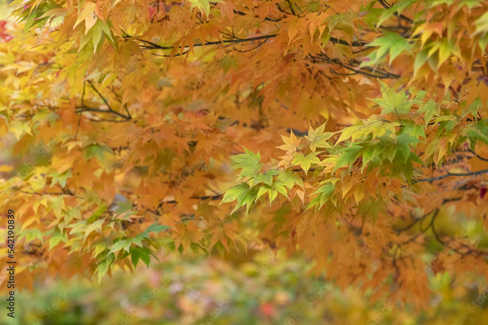 Autumn leaves in the park. yellow, green
Autumn leaves in the park. yellow, green