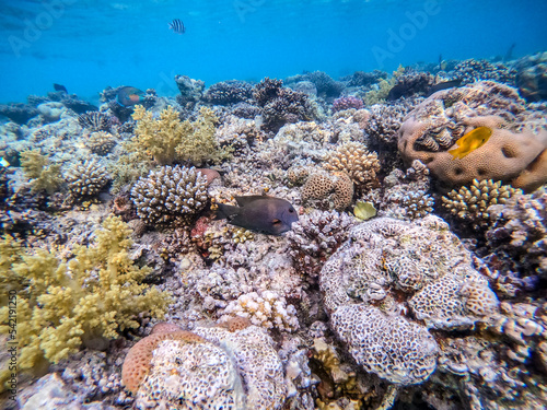 Red Sea sailfin tang or Desjardin's sailfin tang at coral reef.. photo