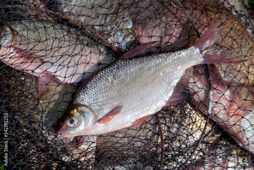 Single freshwater white bream or silver bream on keepnet with bronze breams or carp breams on green grass on natural background..