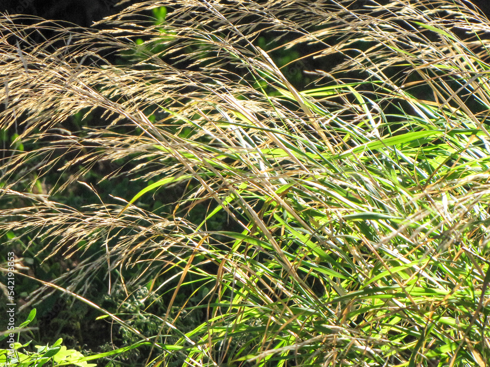 grass in the wind grass in the wind