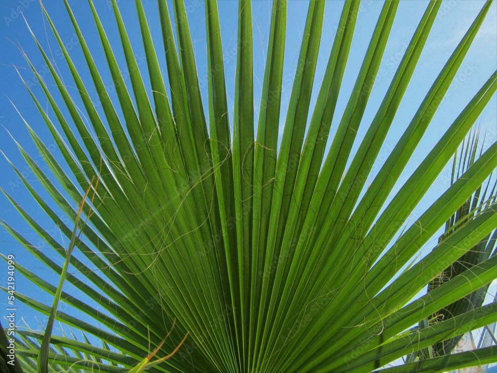 Fototapeta premium Palm leaf and sky
