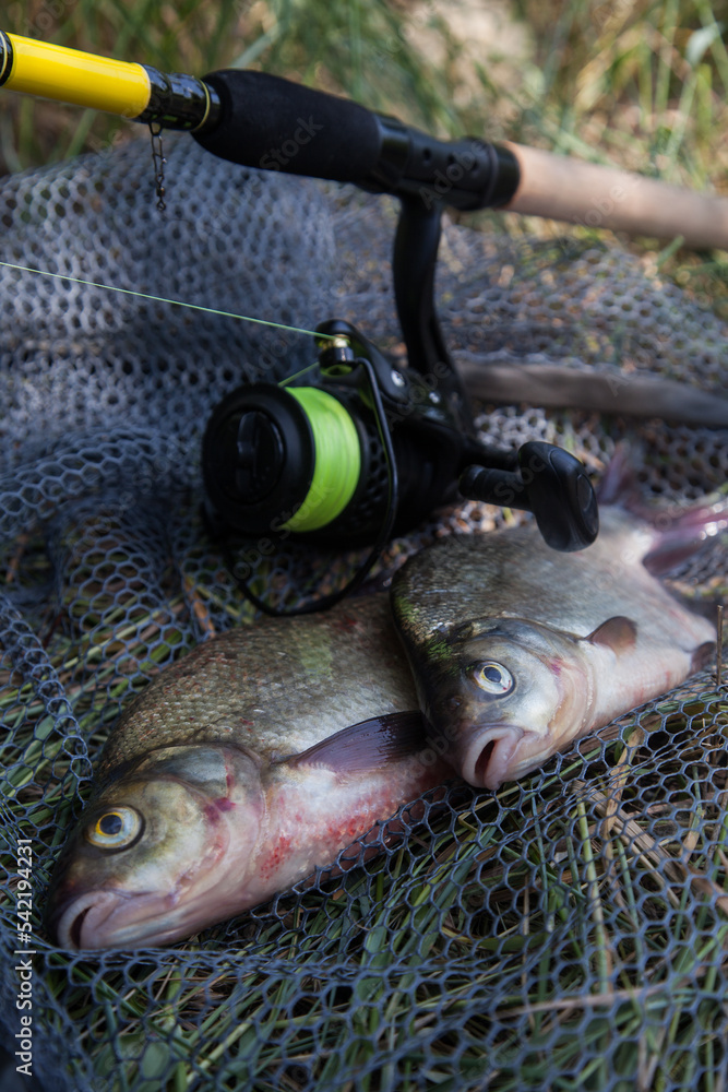 Two big freshwater common bream commonly known as Abramis Brama and fishing rod with reel on black fishing net.. Two big freshwater common bream commonly known as Abramis Brama and fishing rod with reel on black fishing net..