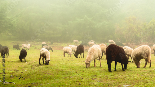 Flock herd of sheep 
