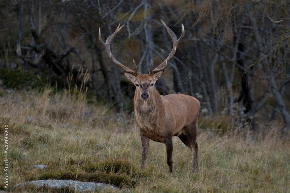 Strong male red deer (stag - Cervus elaphus) comes out of the forest in the blue hour and stands still looking into the camera- wild mountain animals, Italian alps.