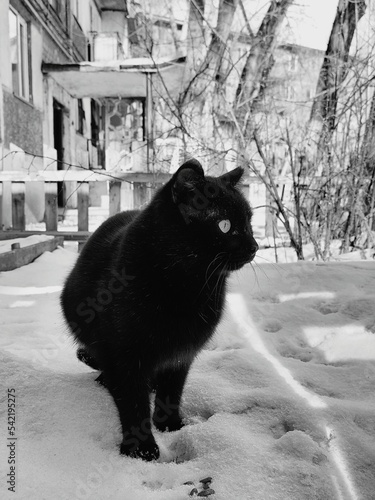 black cat on the snow © Анастасия Баснер