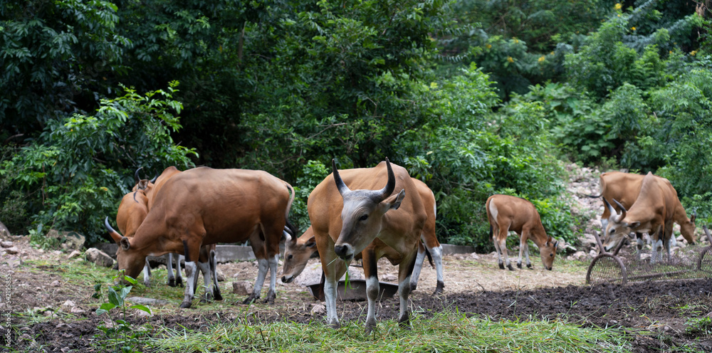 Obraz premium Banteng, Bos javanicus is eating.