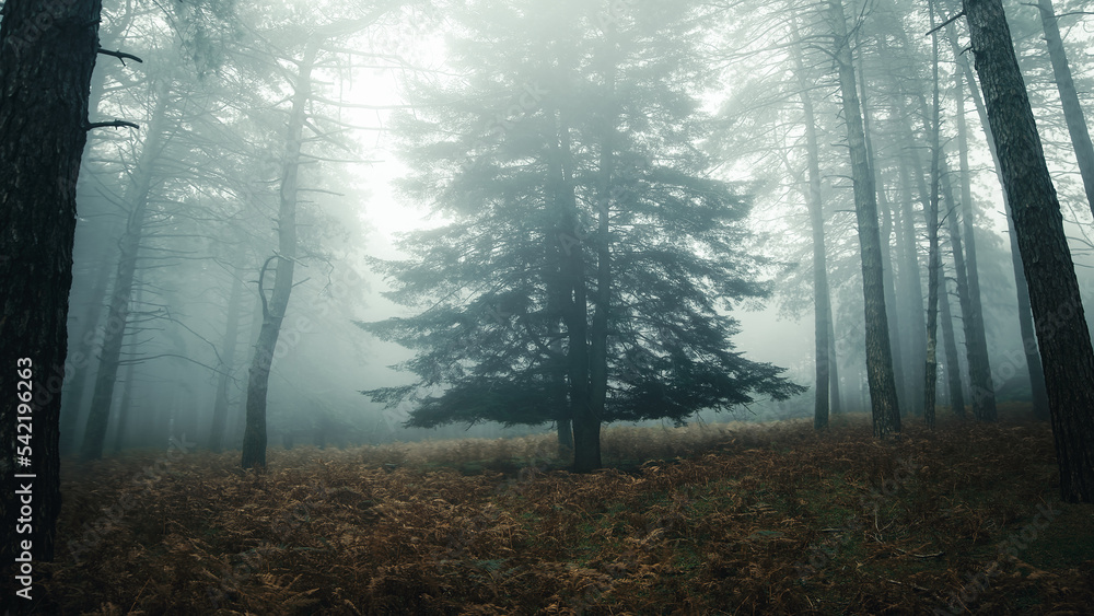 Obraz premium Fir shrouded in autumn fog