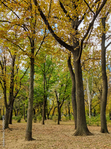 Fallen leaves near tall trees in autumn forest. Old tall trees in city park. Beautiful landscape. Selective focus.