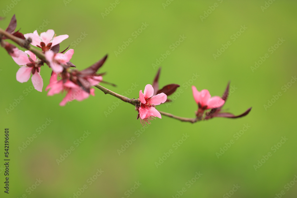 Peach trees blossom in spring