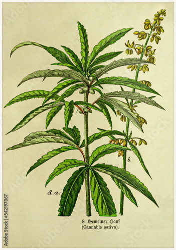 Cannabis sativa - Cropped from Victorian style botanical lithographs book. Munich 1880-1889, Germany.